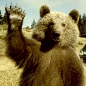 Un ours debout, patte droite levée comme pour saluer